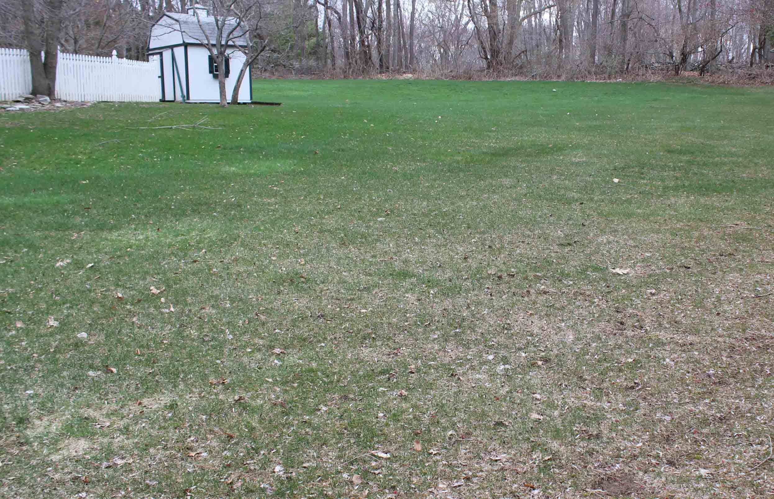 brown lawn