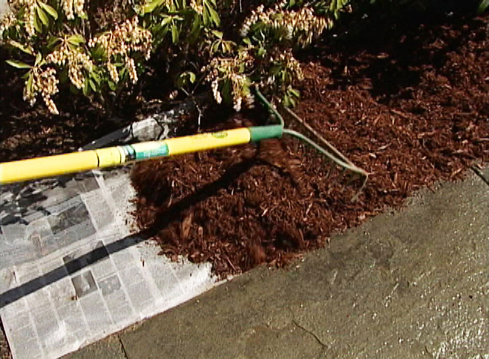 Raking mulch over newspaper